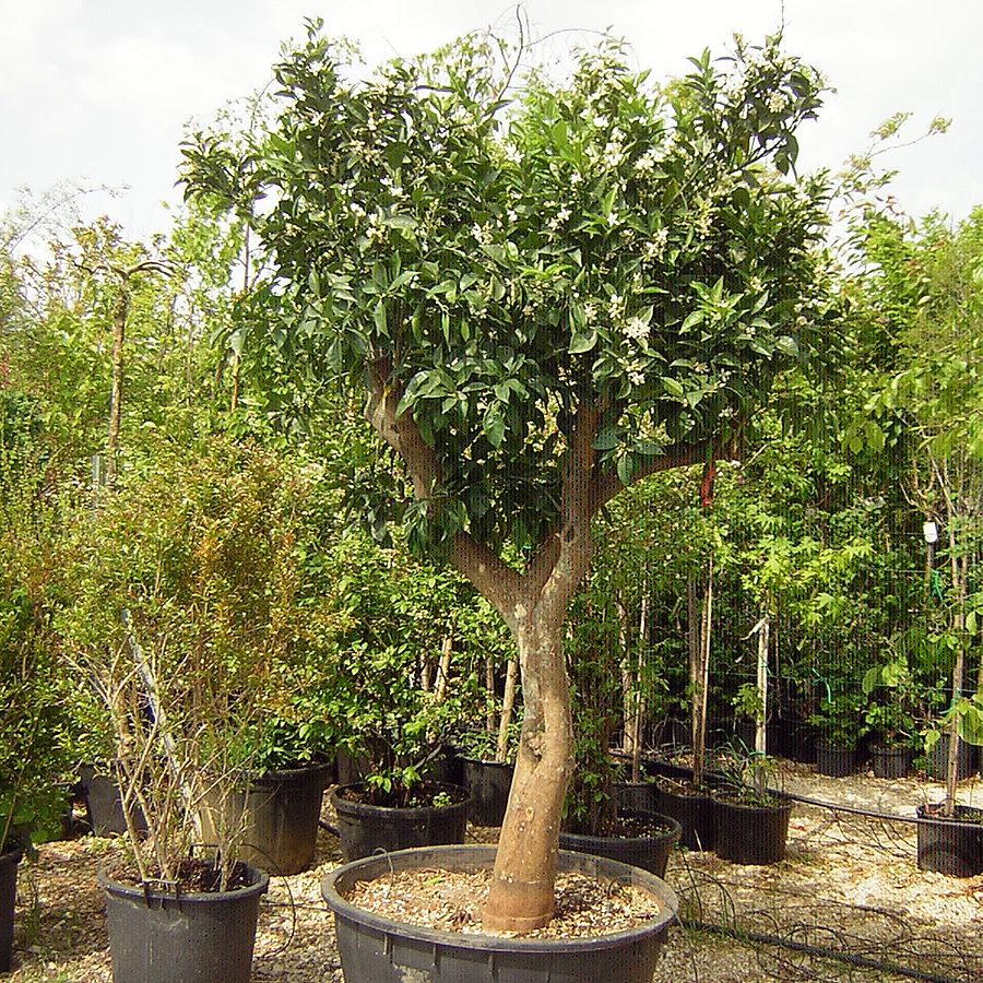 Narancs Citrus sinensis